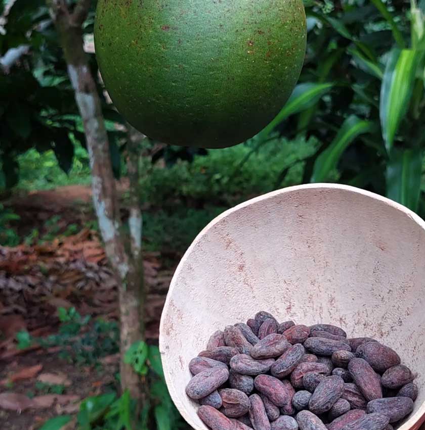Chocolate Tour