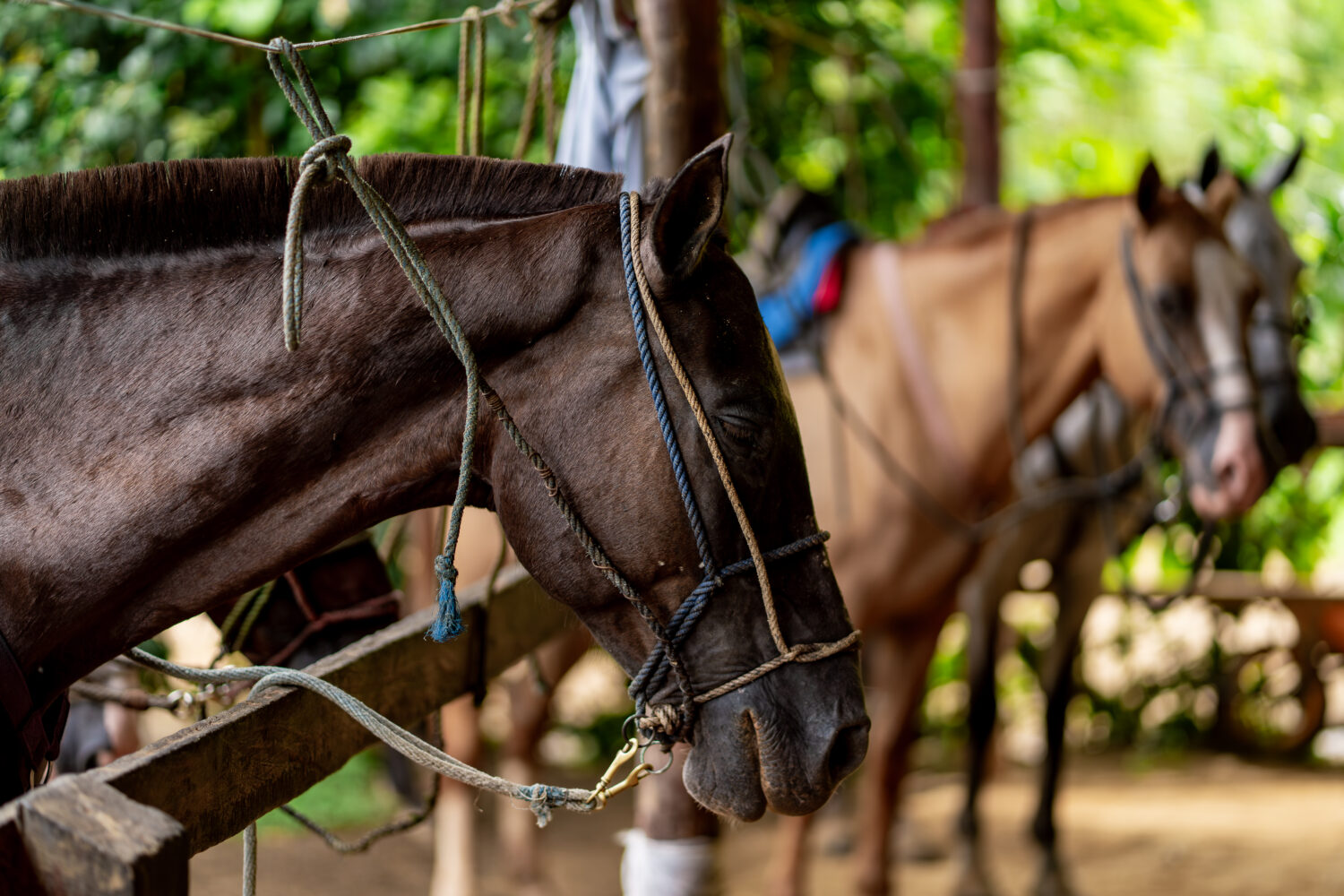 Horse Back Riding, Playa Hermosa